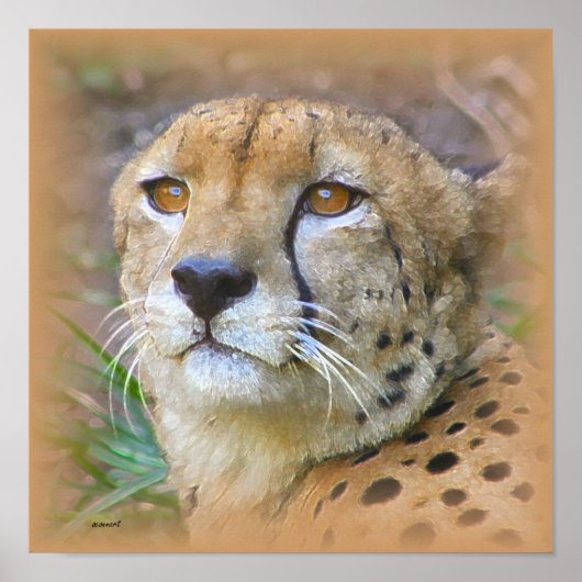 Cheetah portret poster (Voorkant)