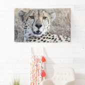 Cheetah Portret Spandoek (Insitu)