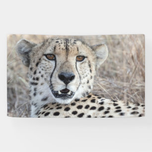 Cheetah Portret Spandoek