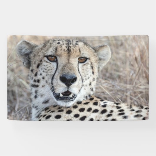 Cheetah Portret Spandoek (Horizontaal)