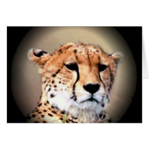 Cheetah Portret van Volle Maan: Natuur's Grace