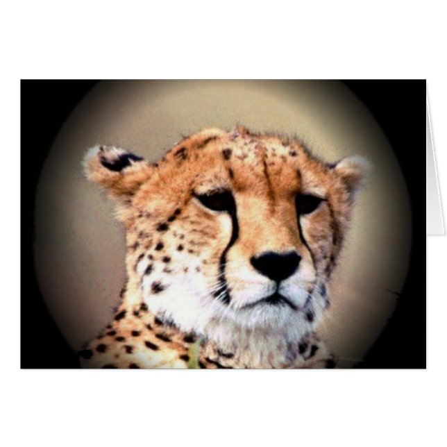 Cheetah Portret van Volle Maan: Natuur's Grace (Voorkant Horizontaal)