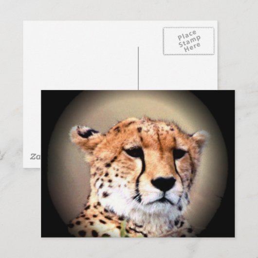Cheetah Portret van Volle Maan: Natuur's Grace Briefkaart (Voorkant / Achterkant)