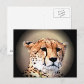 Cheetah Portret van Volle Maan: Natuur's Grace Briefkaart (Voorkant / Achterkant)