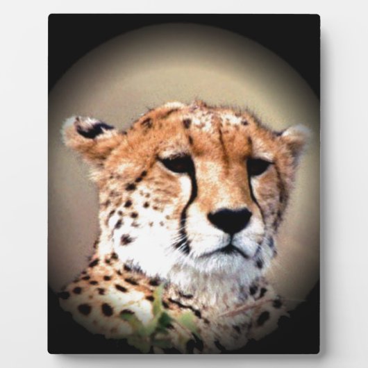 Cheetah Portret van Volle Maan: Natuur's Grace Fotoplaat (Voorkant)