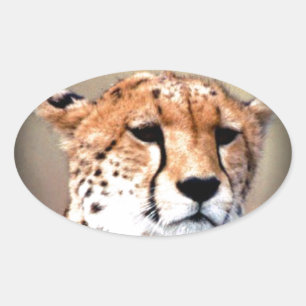 Cheetah Portret van Volle Maan: Natuur's Grace Ovale Sticker
