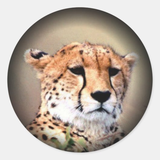Cheetah Portret van Volle Maan: Natuur's Grace Ronde Sticker (Voorkant)