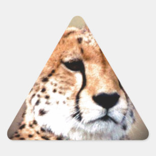 Cheetah Portret van Volle Maan: Natuur's Grace Sticker