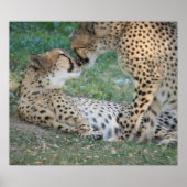 Cheetah Poster (Voorkant)