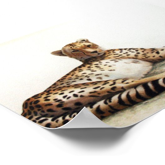 Cheetah Poster (Hoek)