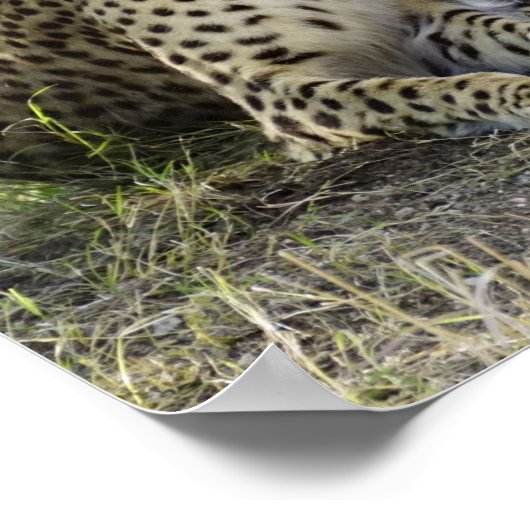 Cheetah Poster (Hoek)