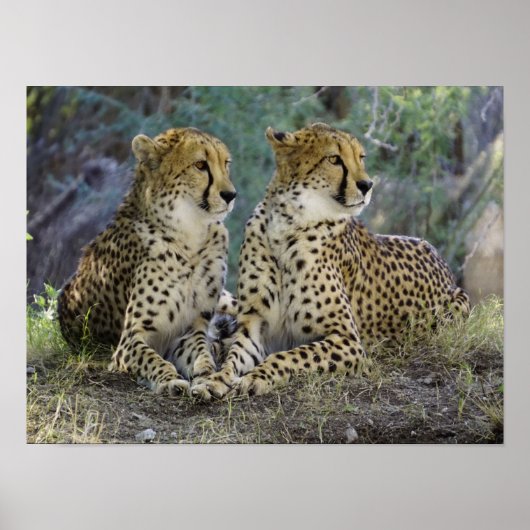 Cheetah Poster (Voorkant)