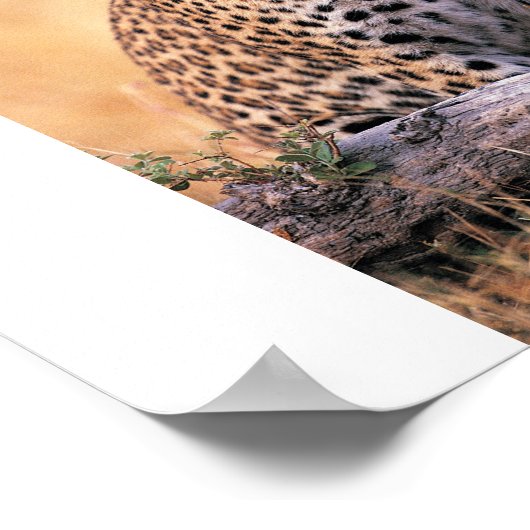 Cheetah Poster (Hoek)