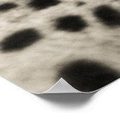 Cheetah Poster (Hoek)