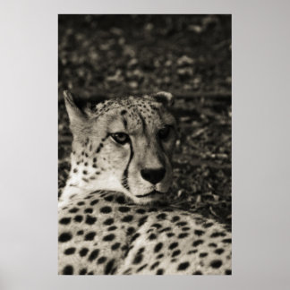 Cheetah Poster