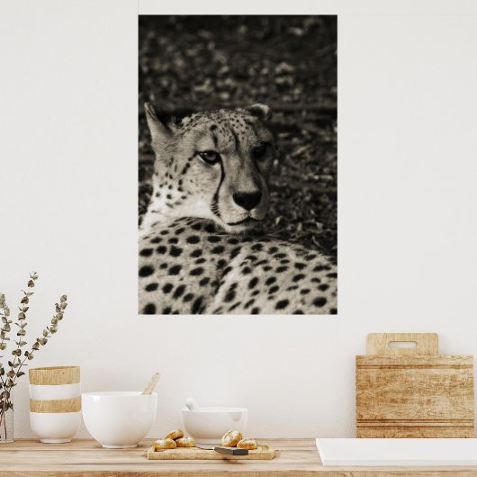 Cheetah Poster (Keuken)