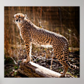 Cheetah Poster (Voorkant)