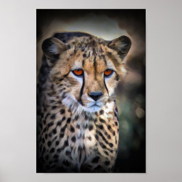 Cheetah Poster