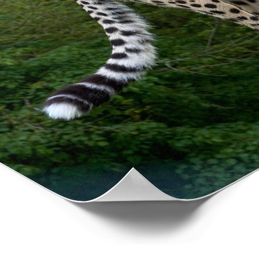 Cheetah Poster (Hoek)