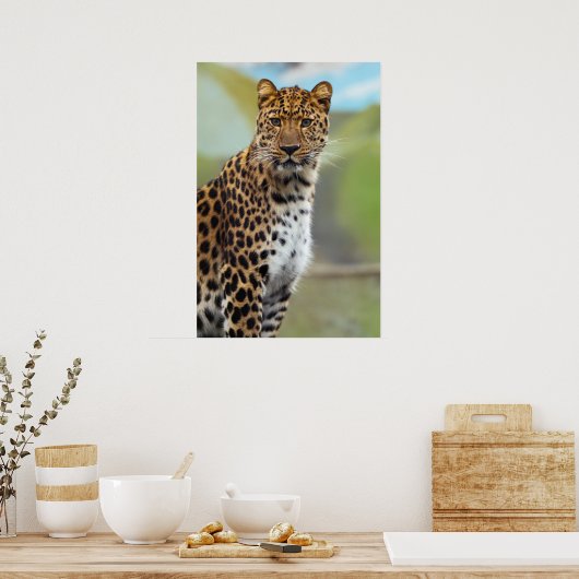Cheetah Poster (Keuken)