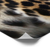 Cheetah Poster (Hoek)