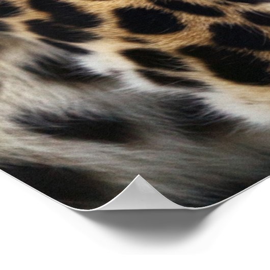 Cheetah Poster (Hoek)