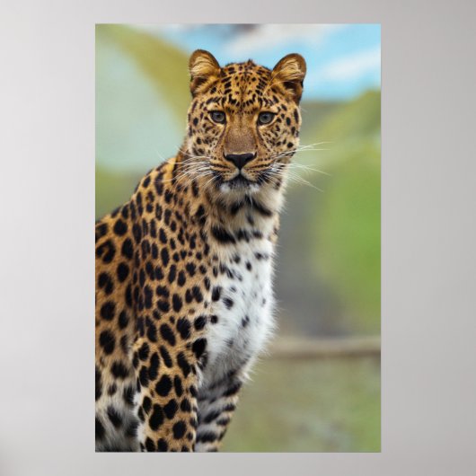 Cheetah Poster (Voorkant)