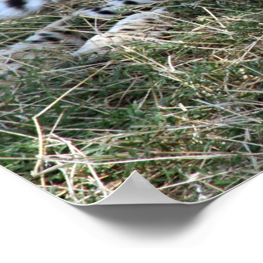 cheetah poster (Hoek)