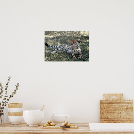 cheetah poster (Keuken)