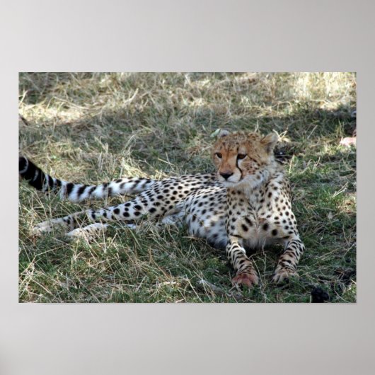 cheetah poster (Voorkant)