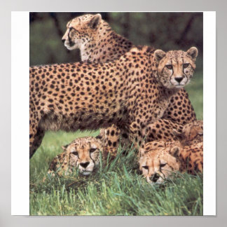 Cheetah Poster