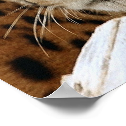 Cheetah Poster (Hoek)