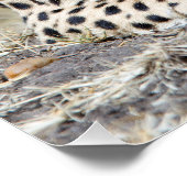 Cheetah Poster (Hoek)