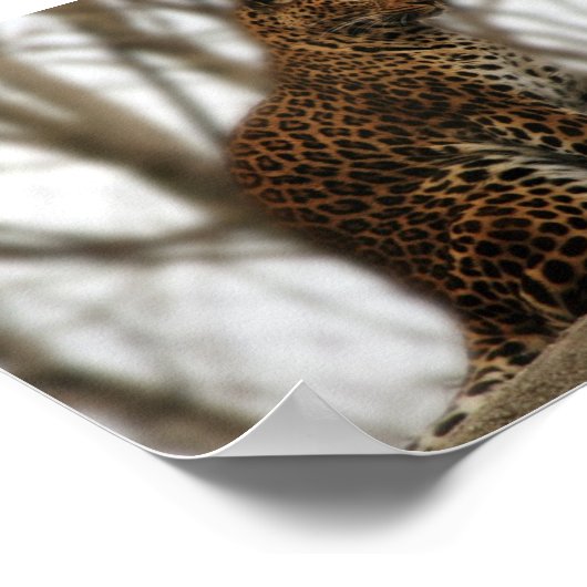 Cheetah Poster (Hoek)