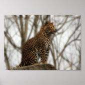Cheetah Poster (Voorkant)