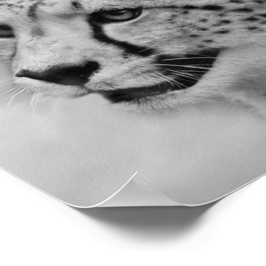 Cheetah-profiel Poster (Hoek)