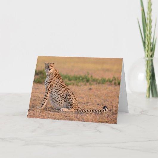 Cheetah Resting in de vroege ochtend Kaart (Voorkant)