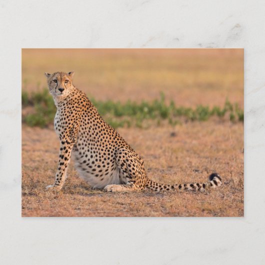 Cheetah Resting in Early Morning Briefkaart (Voorkant)