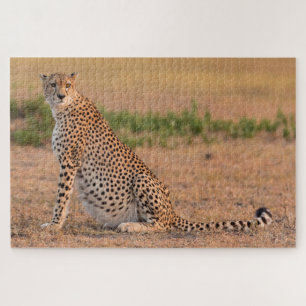 Cheetah Resting in Early Morning Legpuzzel