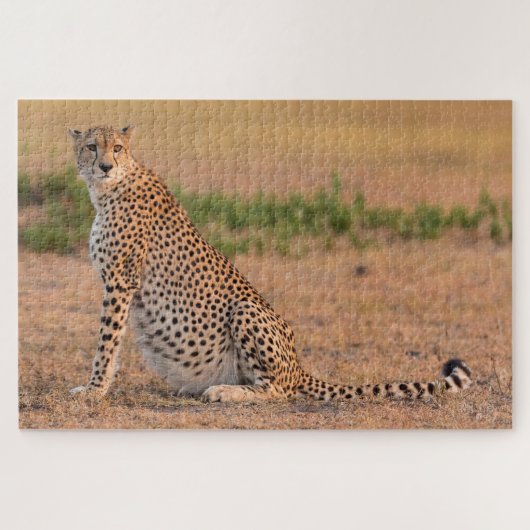 Cheetah Resting in Early Morning Legpuzzel (Horizontaal)