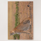 Cheetah Resting in Early Morning Legpuzzel (Verticaal)