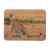 Cheetah Resting in Early Morning Magneet (Horizontaal)