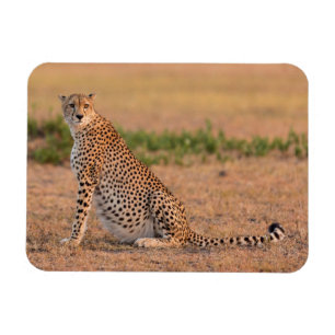 Cheetah Resting in Early Morning Magneet