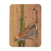 Cheetah Resting in Early Morning Magneet (Verticaal)