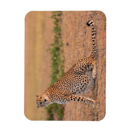 Cheetah Resting in Early Morning Magneet (Verticaal)