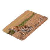 Cheetah Resting in Early Morning Magneet (Linkerzijde)