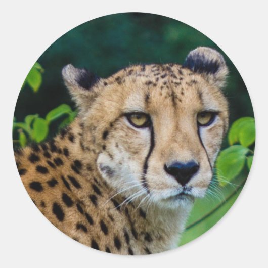 Cheetah Ronde Sticker (Voorkant)