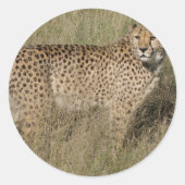 Cheetah Ronde Sticker (Voorkant)