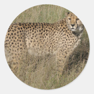 Cheetah Ronde Sticker