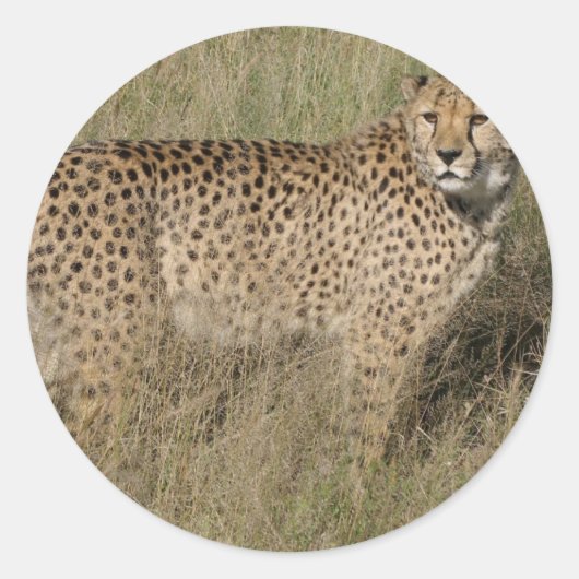 Cheetah Ronde Sticker (Voorkant)
